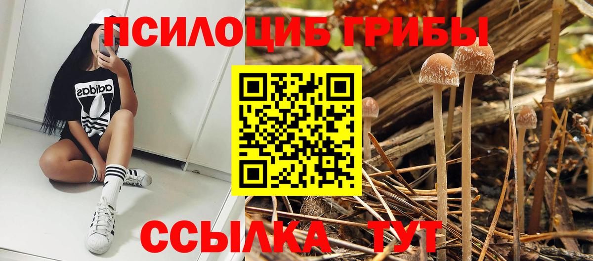 цены наркотик  Вход с VPN  Урюпинск  Псилоцибиновые грибы прущие грибы 